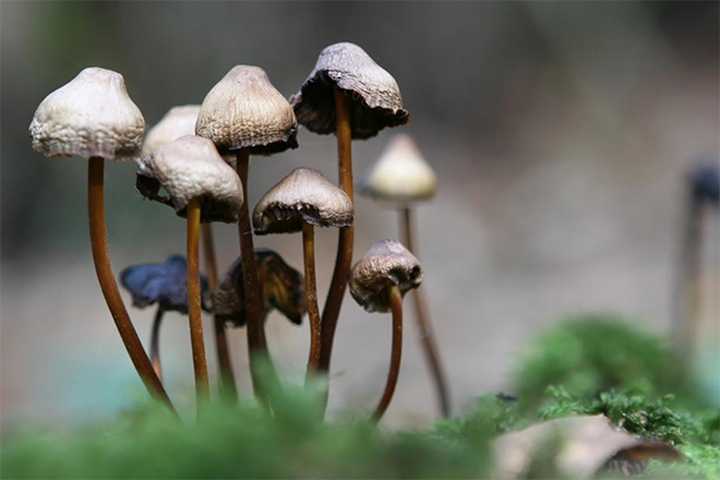 New Study Reveals Microdosing Psychedelics Could Help Those With ADHD